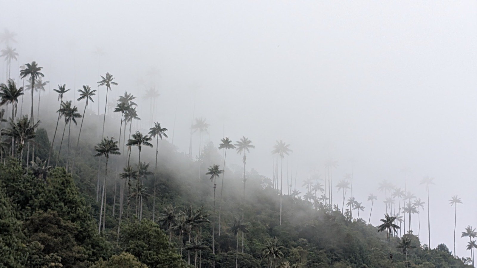Personalised travel planning for your trip to Colombia — towering wax palms piercing the mountain mist in the Cocora Valley, Quindío